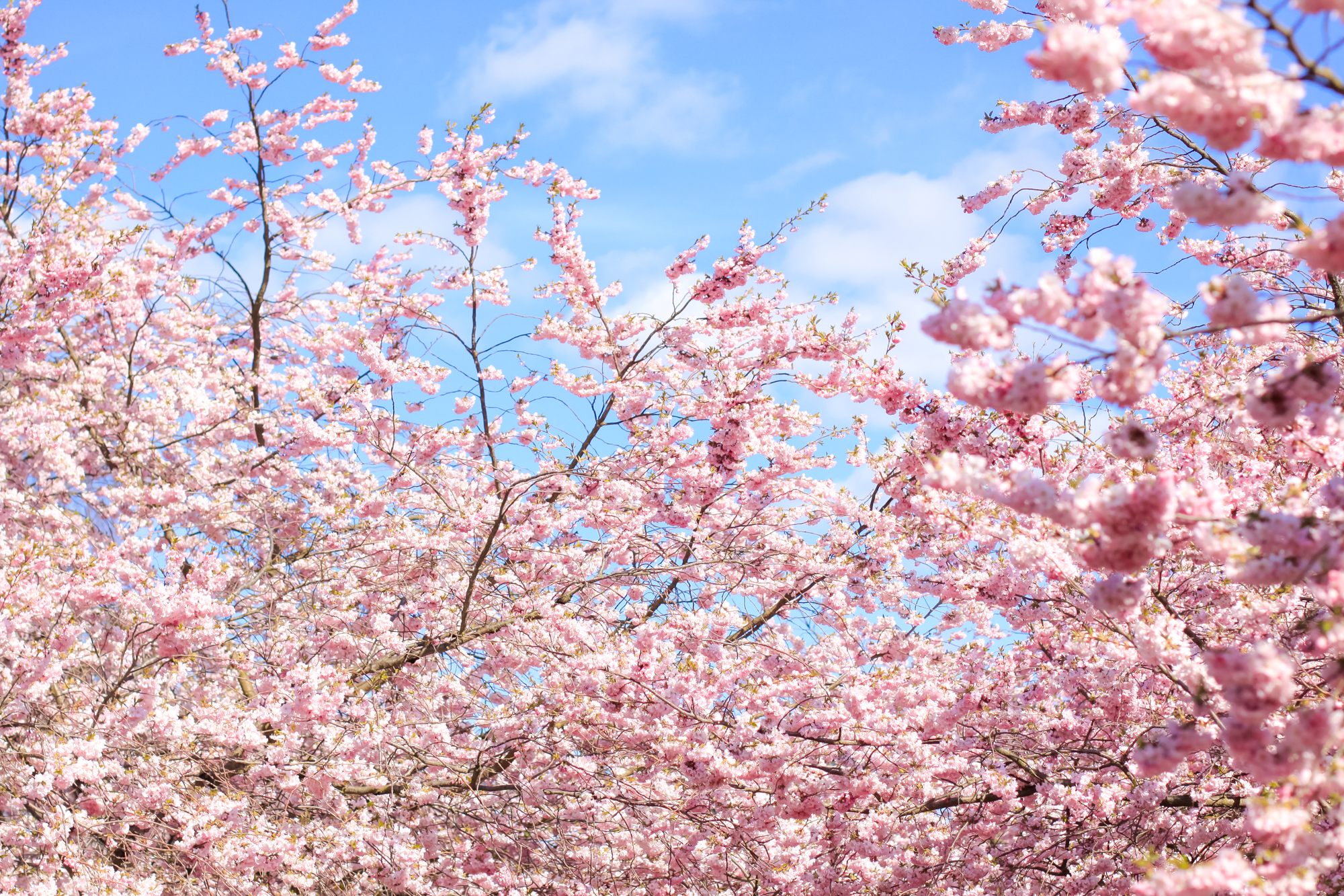 Cherry Blossoms Copenhagen