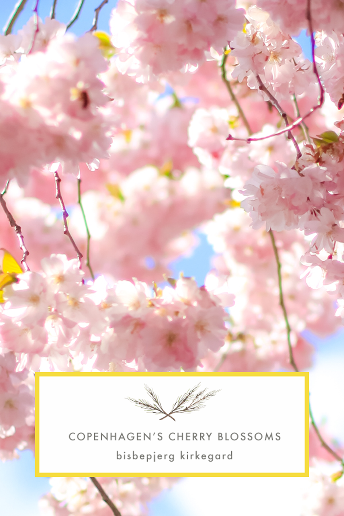 Cherry Blossoms Copenhagen