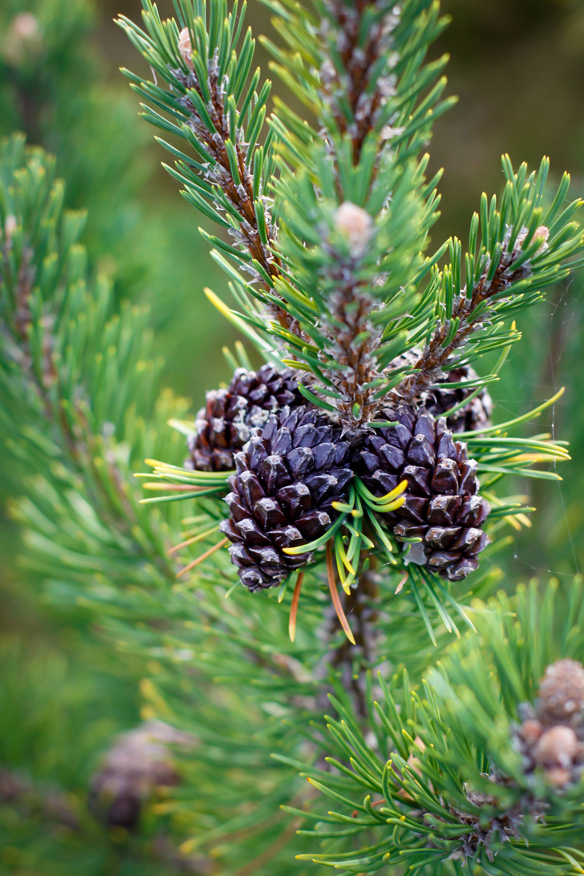 Why time outside, inspired by forest schools in Denmark, can be beneficial to all preschoolers and toddlers as part of their education.